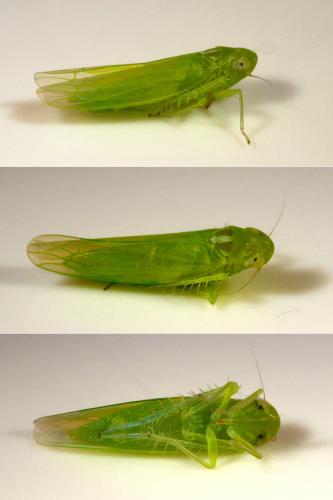 Réf. 314 838 : Empoasca sp.